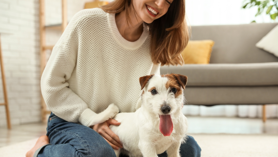 Die richtige Fellpflege für Kurzhaar Hunde