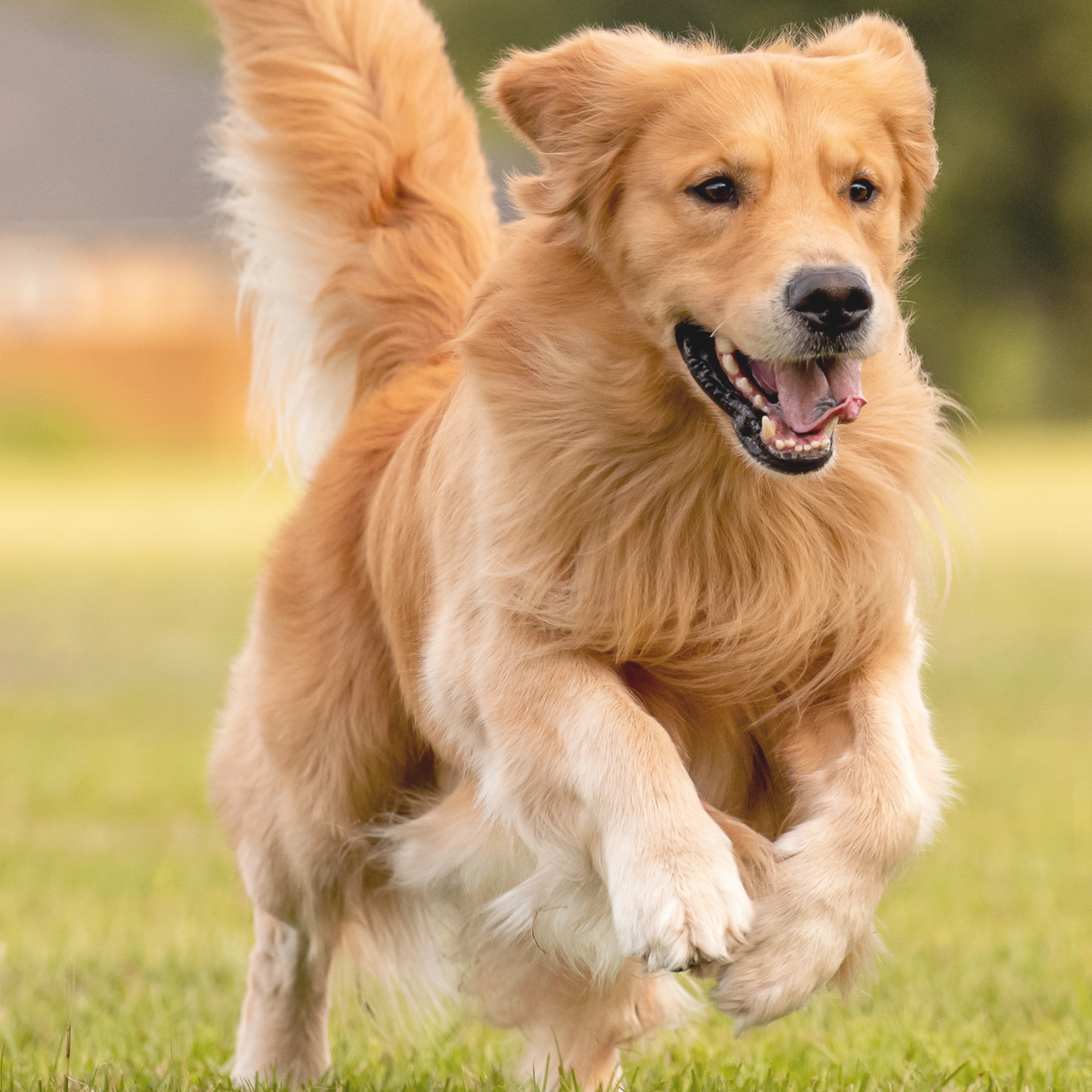 BLACK FOREST FELLBÜRSTE LANGHAAR